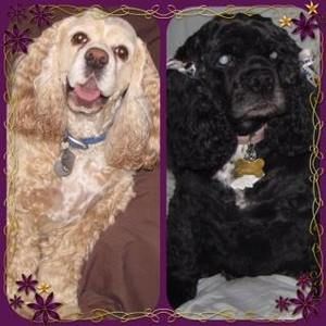 Meet your Posher, Barbara